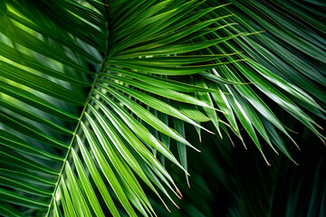 Lush and vibrant palm leaves, showcasing their intricate patterns.