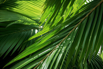 Lush and vibrant palm leaves, showcasing their intricate patterns.