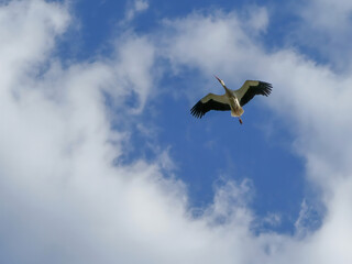White stork flying with spread open wings on the blue cloudy sky. Wildlife nature