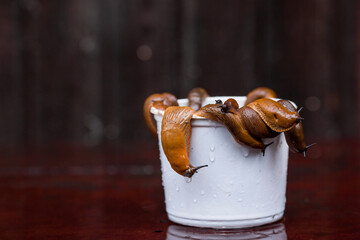 Close-up of the Spanish slug Arion lusitanicus in a bucket. Big slimy brown snails crawling around the garden. The invasion damages the leaves and crops. Collection of invasive species.