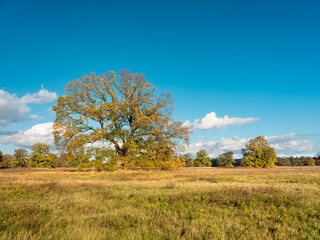 Fototapeta na wymiar Autumn Landscape with Oak Trees under blue sky