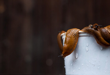 Close-up of the Spanish slug Arion lusitanicus in a bucket. Big slimy brown snails crawling around the garden. The invasion damages the leaves and crops. Collection of invasive species.