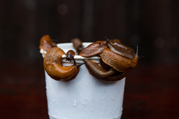Close-up of the Spanish slug Arion lusitanicus in a bucket. Big slimy brown snails crawling around the garden. The invasion damages the leaves and crops. Collection of invasive species.