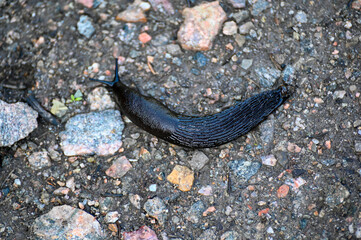 Closeup of Black slug on gravel road