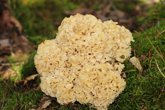 A wild edible fungus Wood Cauliflower (Sparassis crispa) growing in the forest. It has a yellowish creamy wavy surface, resembling lasagna noodles or sponge. Also known as Cauliflower mushroom.
