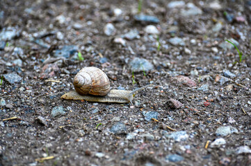 Closeup of Roman snail on gravel road
