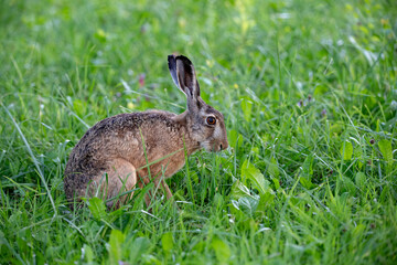 Lièvre brun (Lepus europaeus) adulte en été. Alpes. France