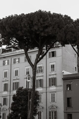 Black and white Stone Pine Trees (umbrella pine, parasol pine) in front of European architecture...