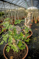 Young seedlings growing in the greenhouse on the farm.