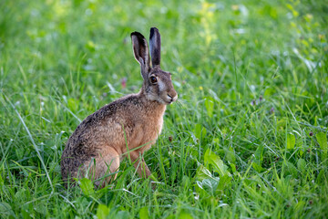 Lièvre brun (Lepus europaeus) adulte en été. Alpes. France