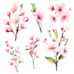vector set of cherry blossom flowers, pink sakura flower and leaves