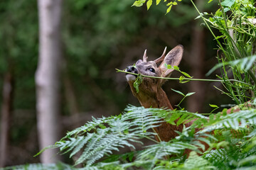 Chevreuil (Capreolus capreolus) portrait de brocard en été. Alpes. France