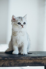 Small cat. Beautiful and cute little kitten.