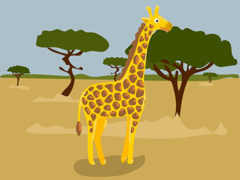 Illustration of a cartoon giraffe in the safari, desert. Savannah with a funny giraffe. Giraffe in his usual place of residence. Children's illustration, printing for children's books