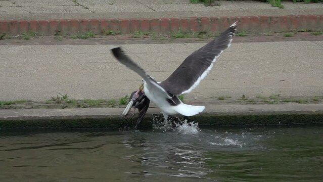 Great Black-Backed Gulls (Larus marinus) eating a dead pigeon fished out of a river in Maidstone town centre, Kent, UK [Slow motion - x5]  