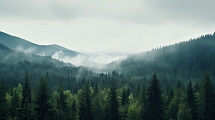 Fototapeta premium Tall trees in the forest in the mountains covered with the fog