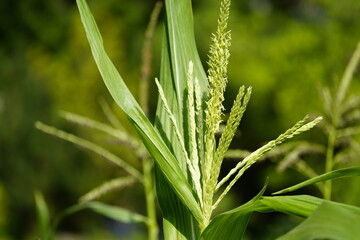 Flowering corn plant, Zea mays ssp. Indentata, ashoro Zairai, Poaceae family. Hanover, Germany.