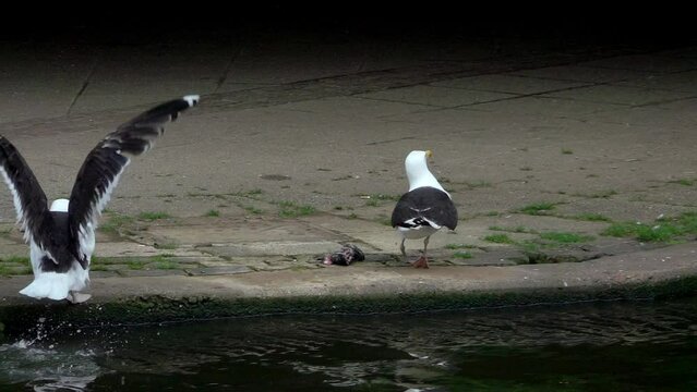 Two Great Black-Backed Gulls (Larus marinus) fighting over a dead pigeon fished out of a river in Maidstone town centre, Kent, UK [Slow motion - x5] 