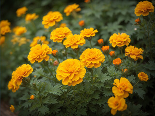 flowers in the garden