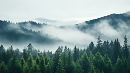 Fototapeta premium Tall trees in the forest in the mountains covered with the fog
