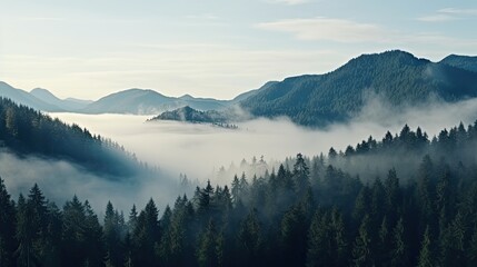 Obraz premium Tall trees in the forest in the mountains covered with the fog