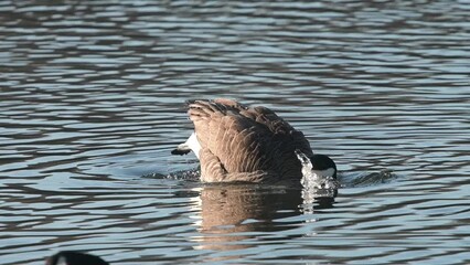 Canada Goose (Branta canadensis) going forwards under the water and splashing to clean its feathers. Kent, UK. [Slow motion - x5] 