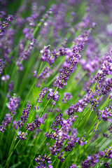 Fototapeta premium izolowane kwiaty lawendy