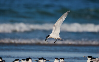 Tern in flight with little fish