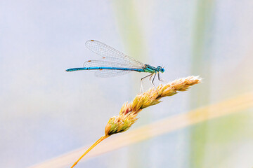 dragonfly on a twig