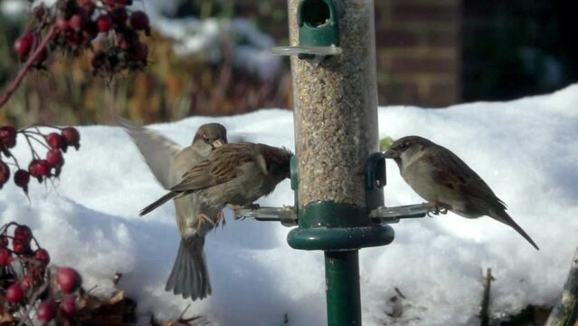 House Sparrows (Passer domesticus) at a garden bird feeder, in winter with a late arrival unable to find a perch. Kent, UK. [Slow motion - x5]