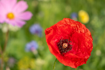 Coquelicot
