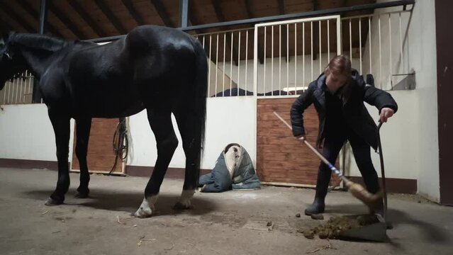 Little girl picks up horse poop in stable with broom and scoop