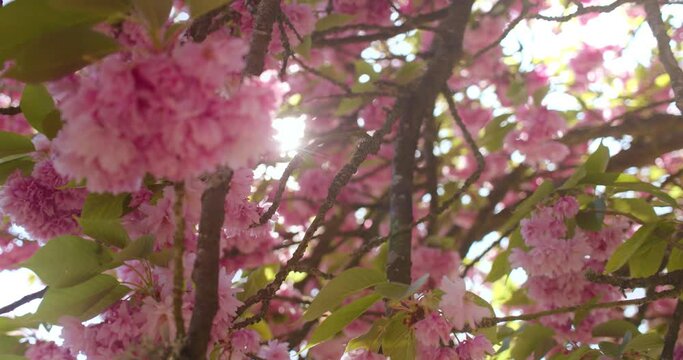 Pan footage of the interior foliage of a Japanese cherry or Sakura (Prunus serrulata). Slow shot. Parc de Sceaux in Paris (France) during spring.    