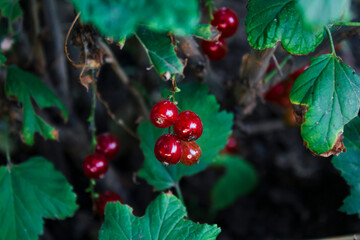 Obraz premium red berries of a currant
