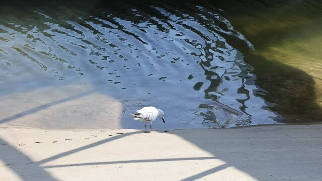 Red-billed Gull Standing on Sand by the Water