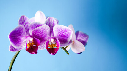 Fototapeta na wymiar Violette Schmetterlingsorchideenblüten vor blauem Hintergrund