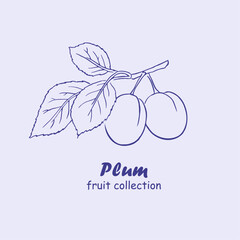 Plum, fruits , logo, plum branch , plums , doodle ,line art, sketch, drawing, illustration, plums and leaves, package logo