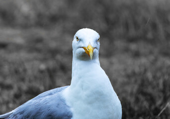 Angry Seagull