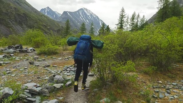 A hiker with a large backpack is walking along a mountain trail. Climbing Belukha. Walk through the park past trees, bushes and snow-capped mountains. Beautiful nature of Altai, Russia.