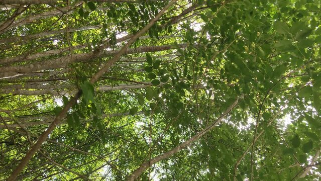 Il canto delle cicale in una giornata d'estate nel bosco