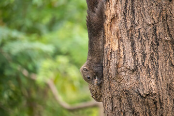 Close up squirrel climbing on the tree