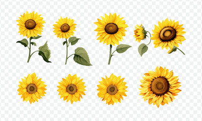 Sun flower isolated vector illustration