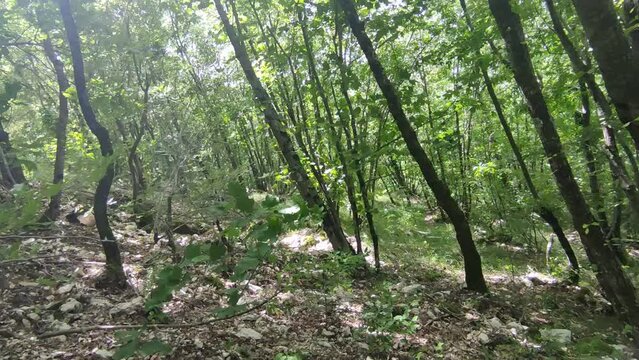 Nel bosco di montagna con il vento tra gli alberi