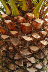 Image of beatiful Palm Trees in park in Barcelona during sunny warm day.