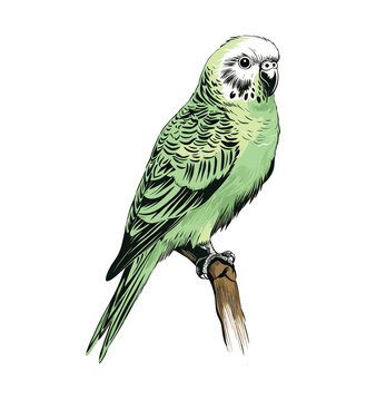recommend clip art: A cute budgie vector sketch illustration
                    
                    