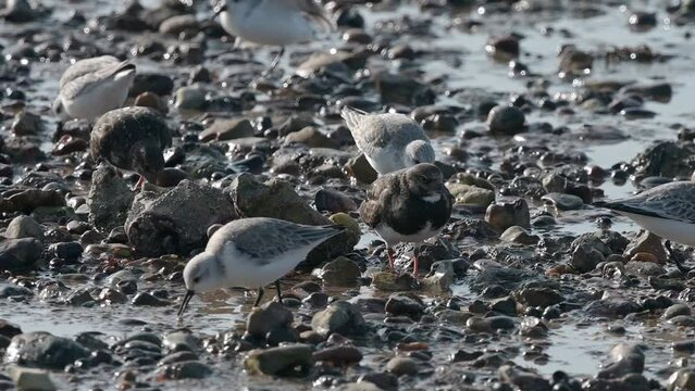 Sanderlings (Calidris alba) and Turnstones (Arenaria interpres) foraging for food at low tide on a beach. Kent, UK. [Slow motion - x5] 