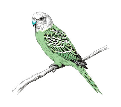 green parakeet perched on branch clip art preview