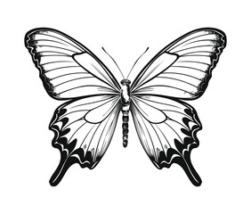Illustration of hand drawn butterfly

