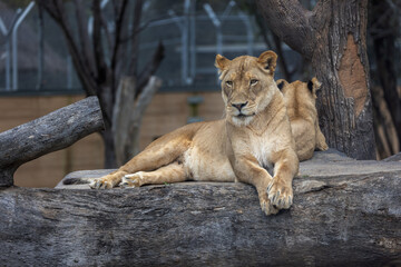 Naklejka na ściany i meble Lioness (Panthera leo) resting over a tree log with a lion cub in the background. 