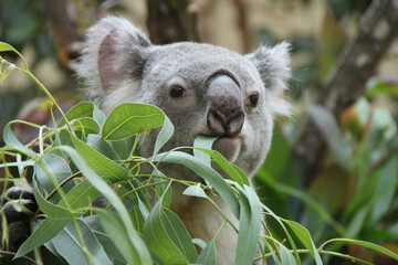 koala in a zoo at schonbrunn in vienna (austria) © frdric